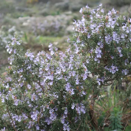 Casas Da Chainca - Turismo De Natureza * Chainca (Porto de Mos, Leiria)
