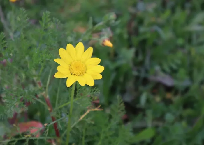 Casas Da Chainca - Turismo De Natureza Chainca (Porto de Mos, Leiria)