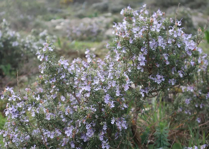 Casas Da Chainca - Turismo De Natureza * Chainca (Porto de Mos, Leiria)